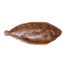 Dover Sole 1+ KG