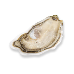 Oyster Flat Cancale N°3 Saint Kerber